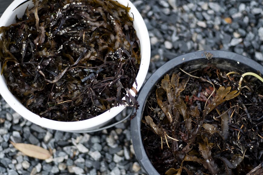 Tang til kjøkkenhagen