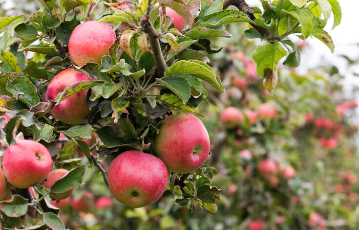 Bruk mikrober mot sopp i frukthagen