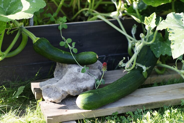 Bli kjent med hagefamilien