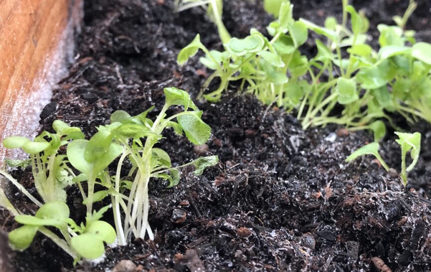 Frost i varmebenken 3.jpg