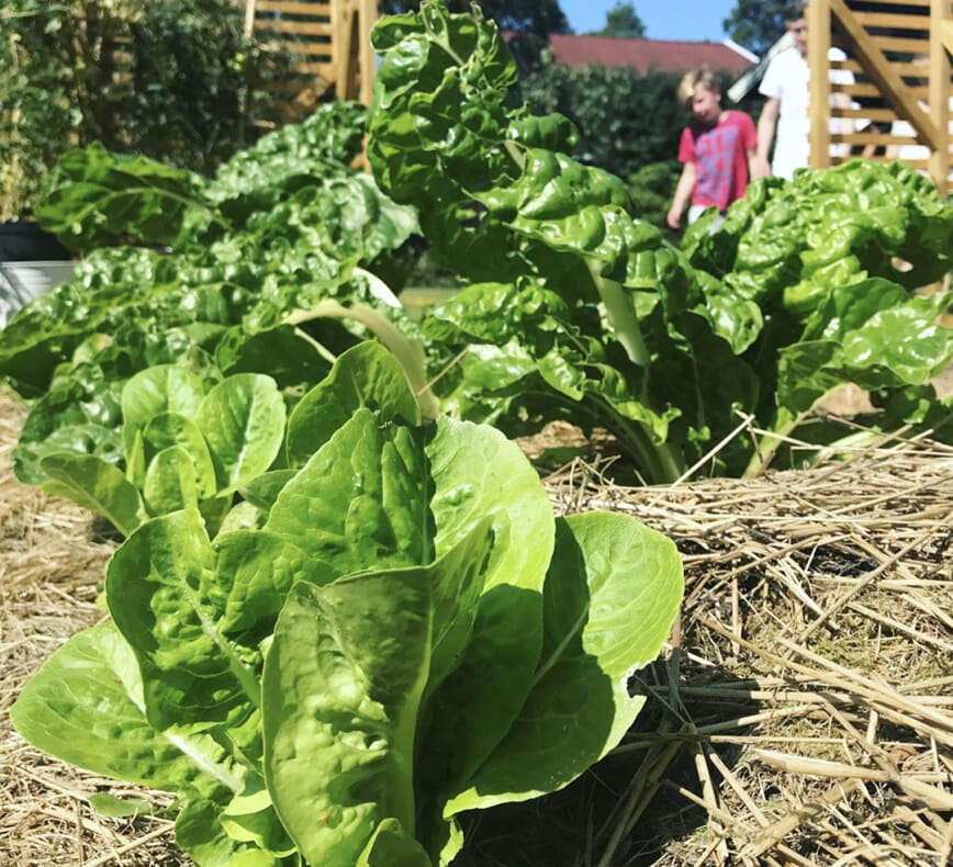 Begynn med kjøkkenhage nå4.jpg