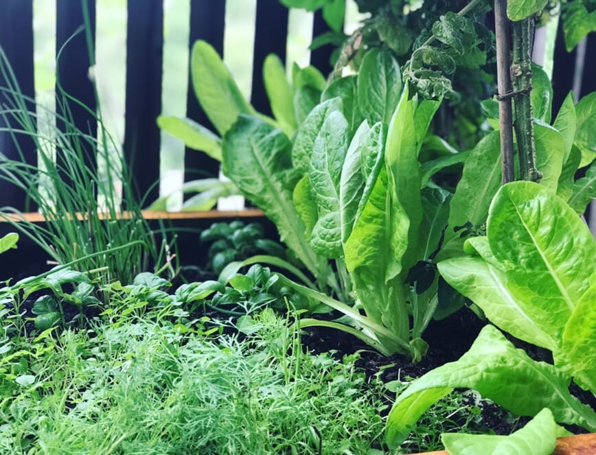 Begynn med kjøkkenhage nå7.jpg