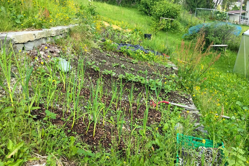 Foto Morten-Skogly: Hvitløk, potet, ugress i god blanding