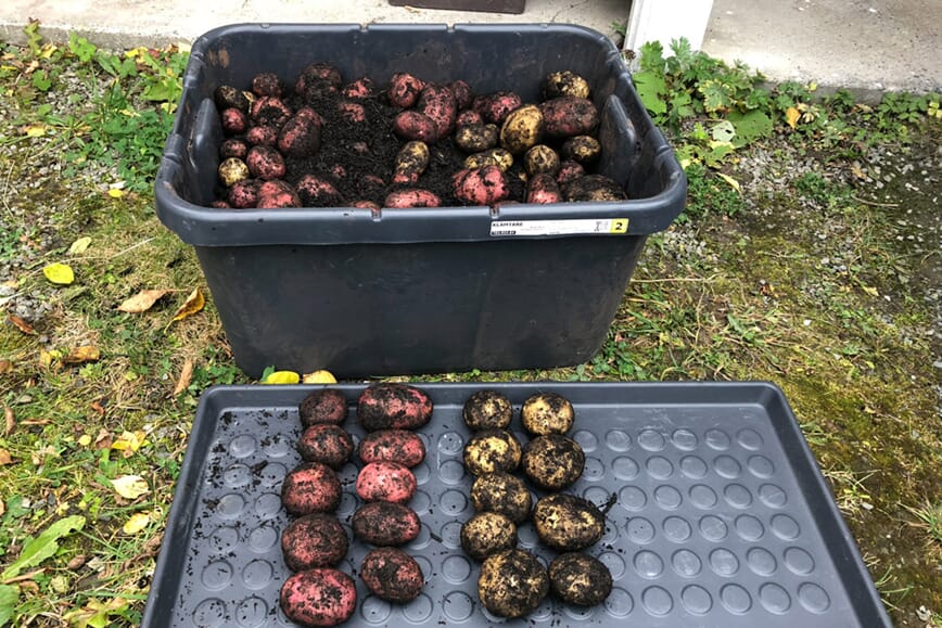 Foto: Morten Skogly. Vi er selvforsynte med poteter!