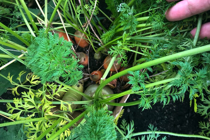 Foto: Morten Skogly. Vi dyrker gulrot i melkekartong.