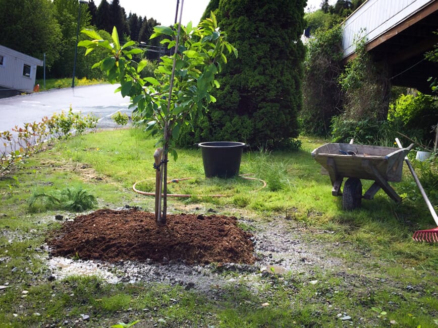Foto: Morten-Skogly. Kirsebærtre som har fått en dose kompost, og så blir det flis på toppen!