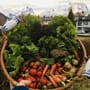 Grønnsaker i november - tomatene overvintrer til neste år