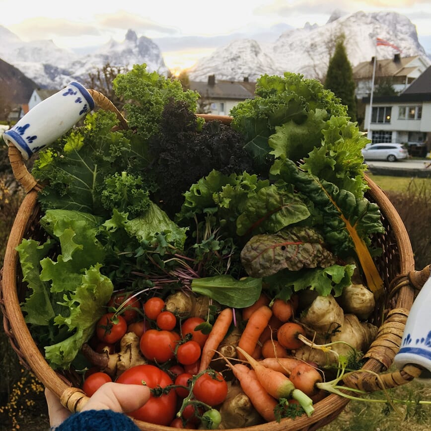 Grønnsaker i november - tomatene overvintrer til neste år