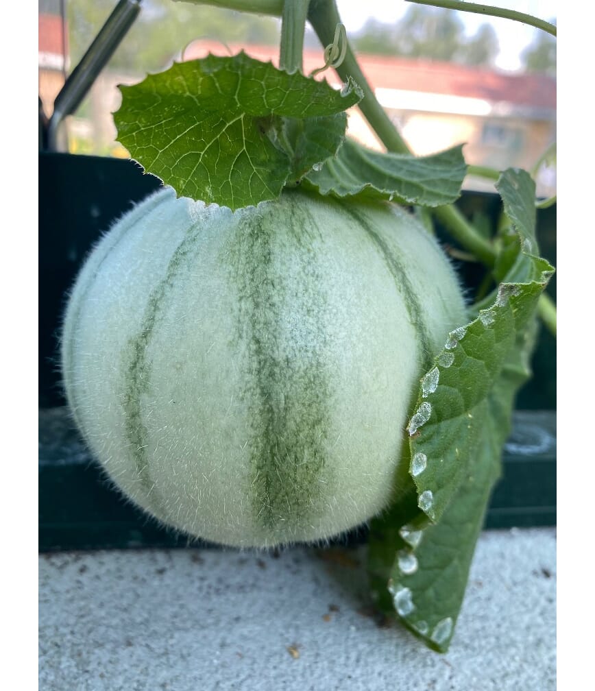 Melonen gir frukter tidligere enn vanlig.jpg