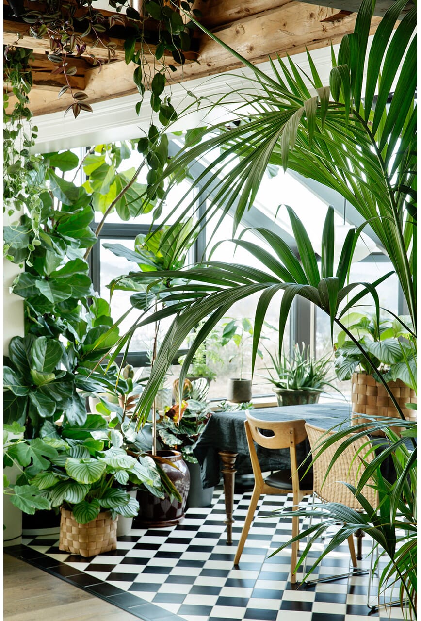 Plantebonanza- grønn jungel, foto: Inger Marie Grini