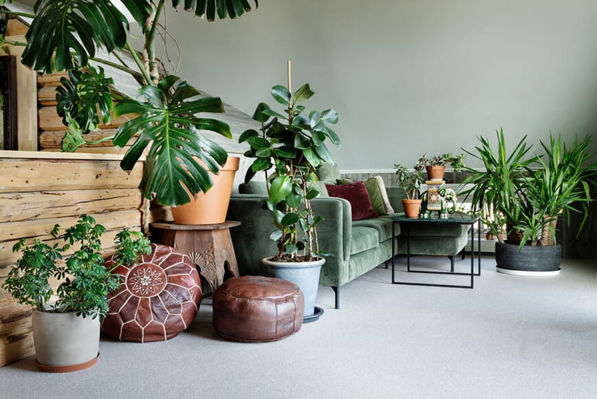 Plantebonanza - planter som innredning, foto: Inger Marie Grini