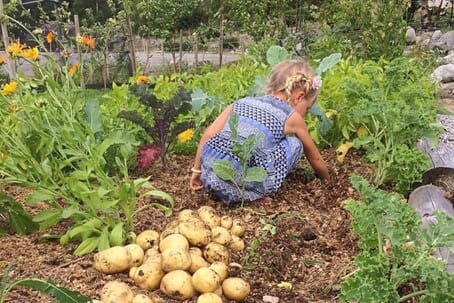 I kjøkkenhagen dyrker vi poteter!