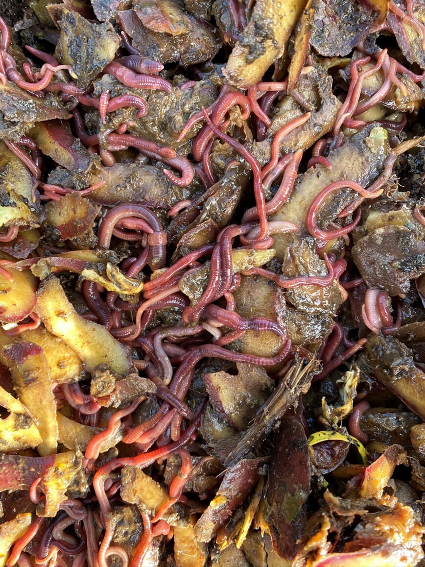 Meitemark elsker bokashi