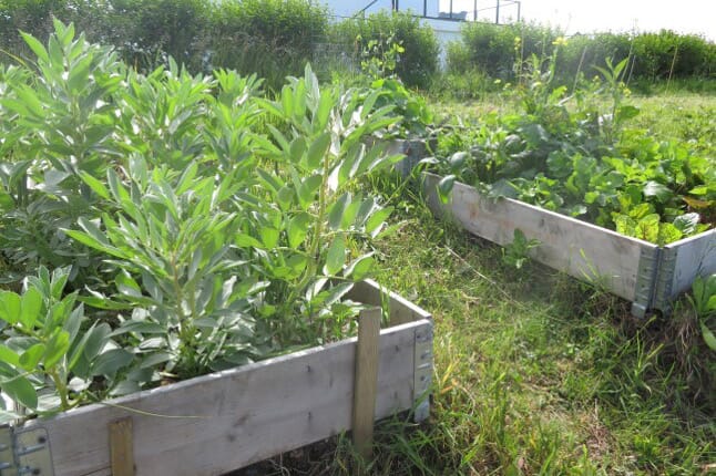 Pallekarmer med bokashijord. Bondebønnene og diverse annet stor trives her