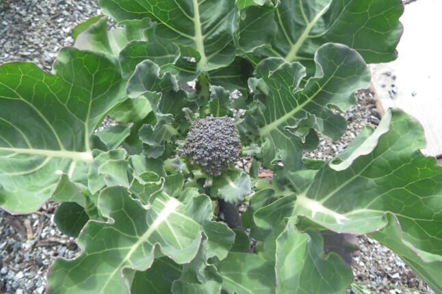 Brokkoli dyrket med bokashijord!
