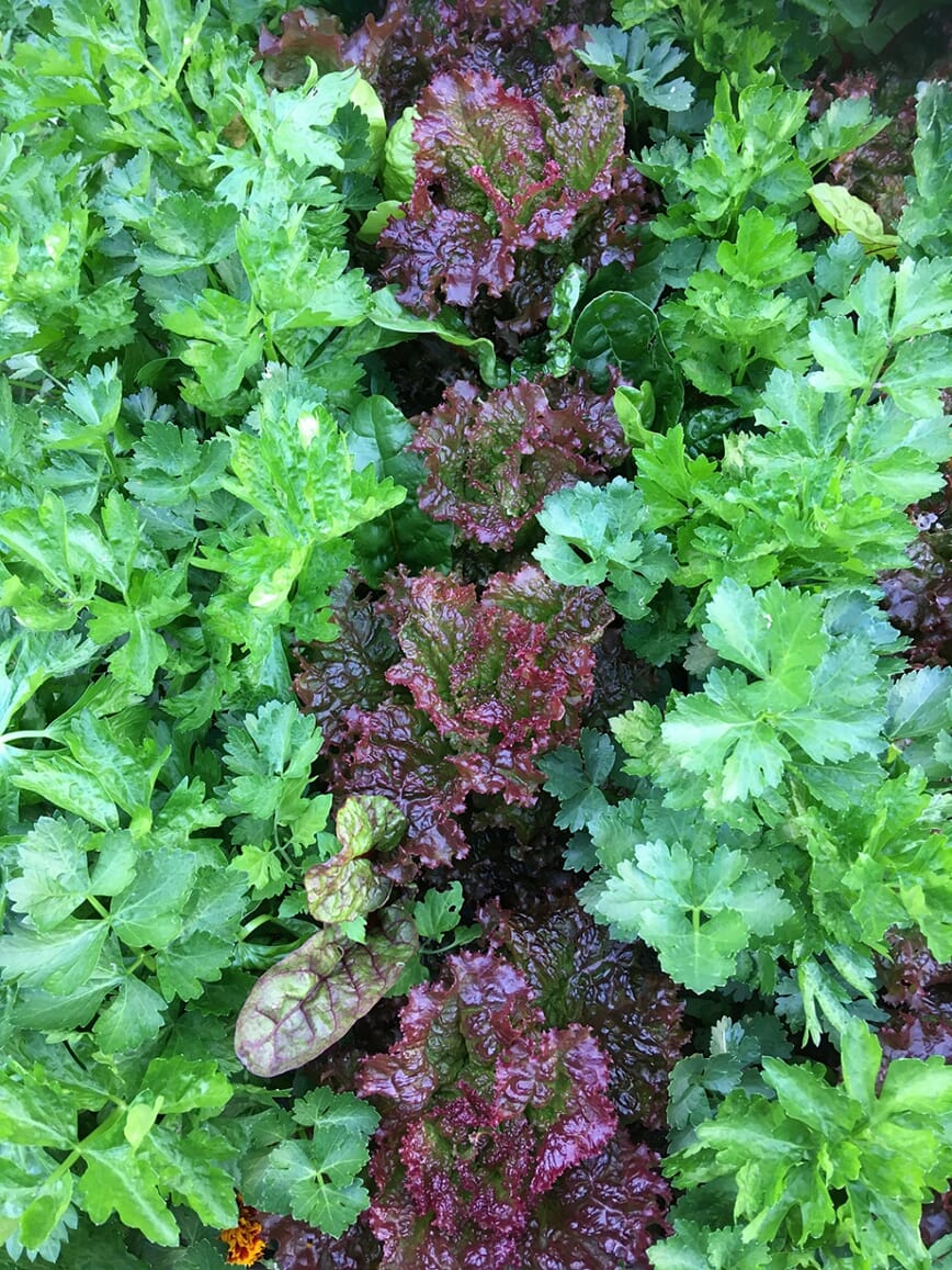 Urter og salat vokser tett i tett