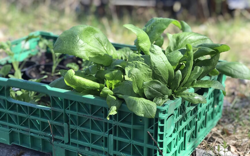 bladgrønt bonanza bokashi 2.jpg