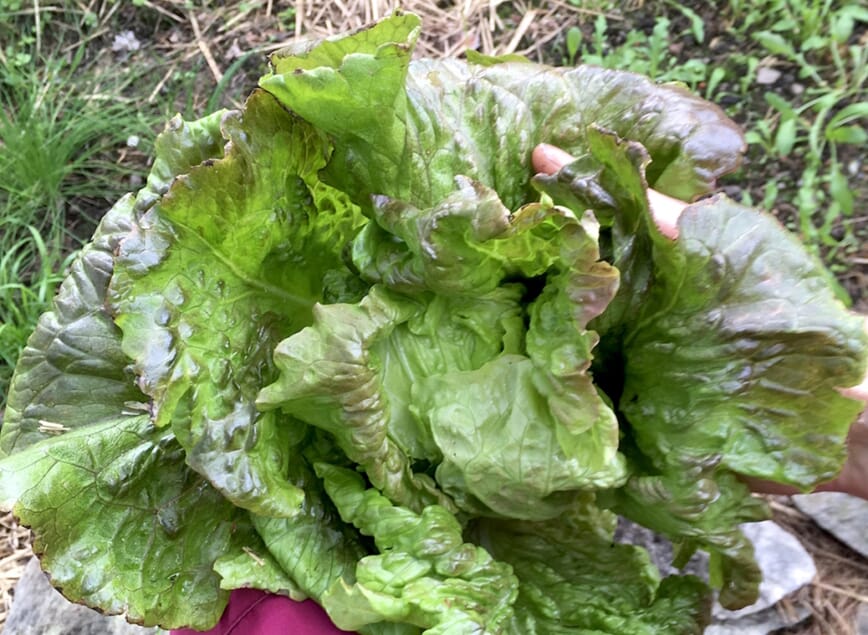 bladgrønt bonanza bokashi 3.jpg