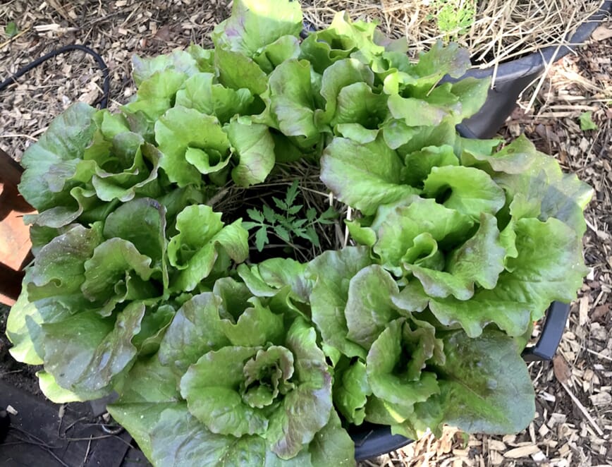 bladgrønt bonanza bokashi 4.jpg