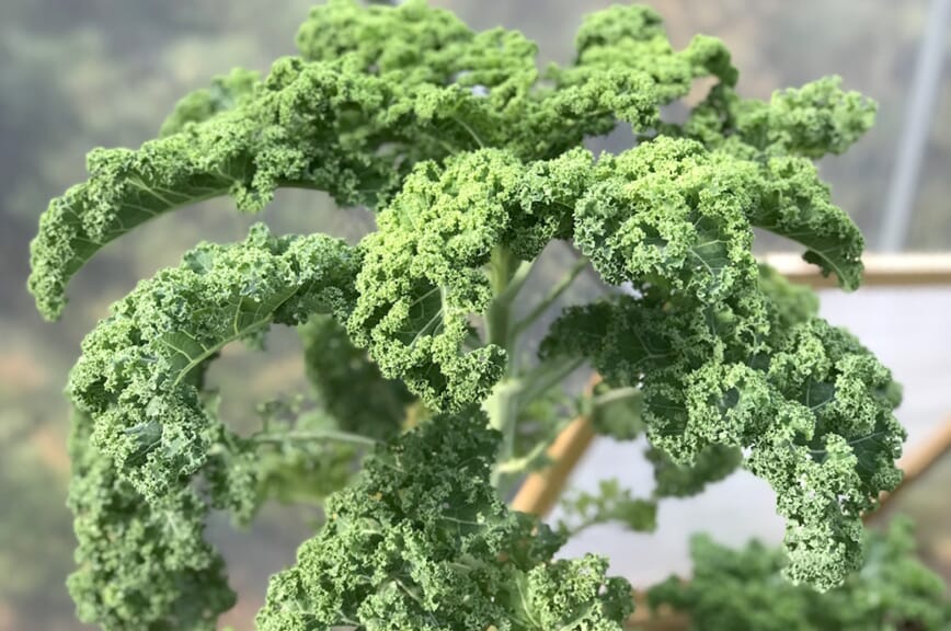 bladgrønt bonanza bokashi 5.jpg