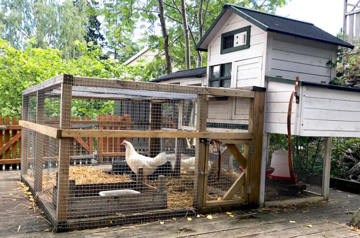 Bokashi og høner i hagen