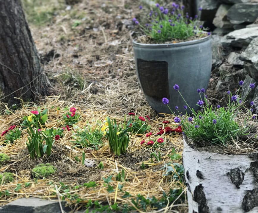 bokashi i blomsterbedet 11.jpg