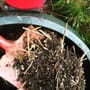 bokashimikrober i kompostbingen 4.jpg