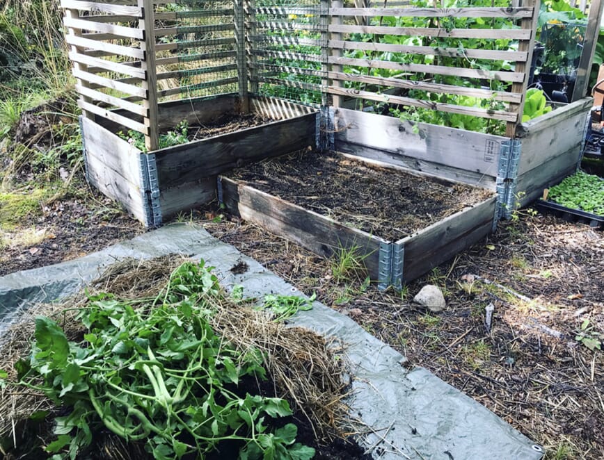 dette sår vi i august bokashi 3.jpg