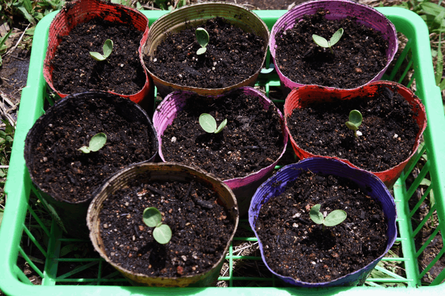 Dyrke utne drivhus.png