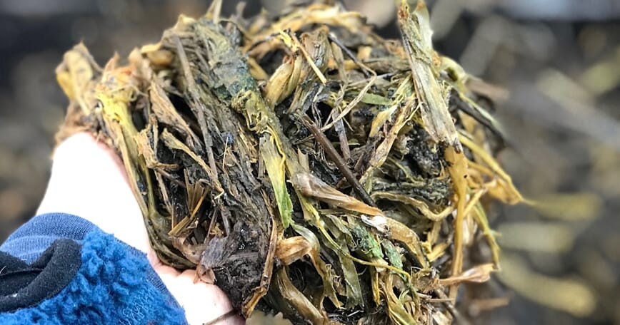 Fermentert hageavfall våren etter bokashi microferm.jpg