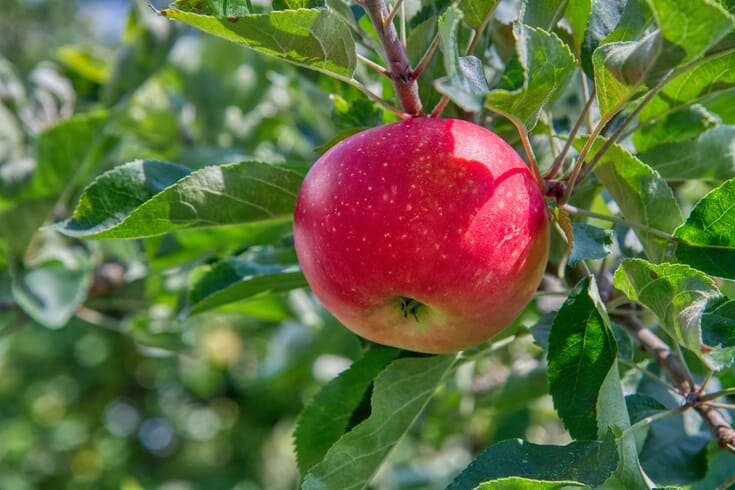 Få flott frukt og bær i hagen - uten skurv og sopp