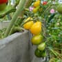 Grønne-tomater-1.jpg