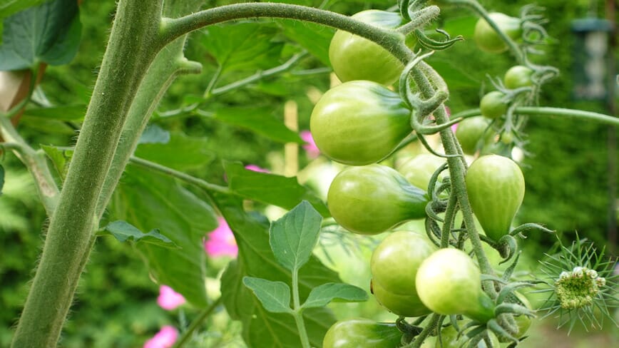 Grønne-tomater-4.jpg