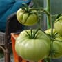 Grønne-tomater-5.jpg