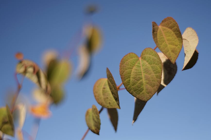 Hjertetreet begynner å gulne