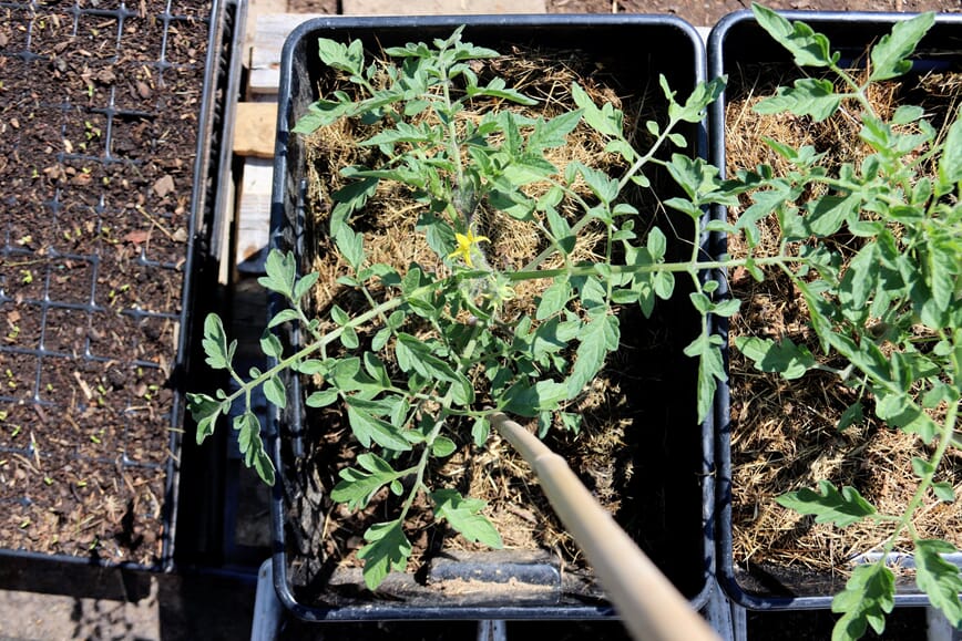 Tomatplanten har tredoblet seg på 13 dager