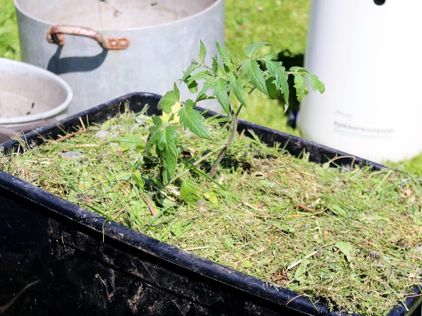 Liten klein tomatplante plantet i jord uten jord