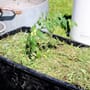 Liten klein tomatplante plantet i jord uten jord