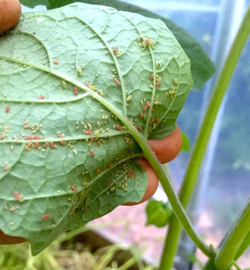 Lusekur i bokashihage 3_1.jpg