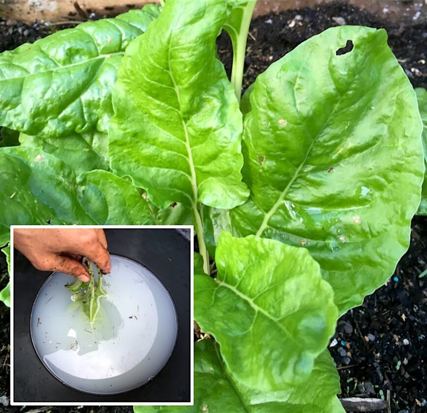 Lusekur i bokashihagen 2_1.jpg