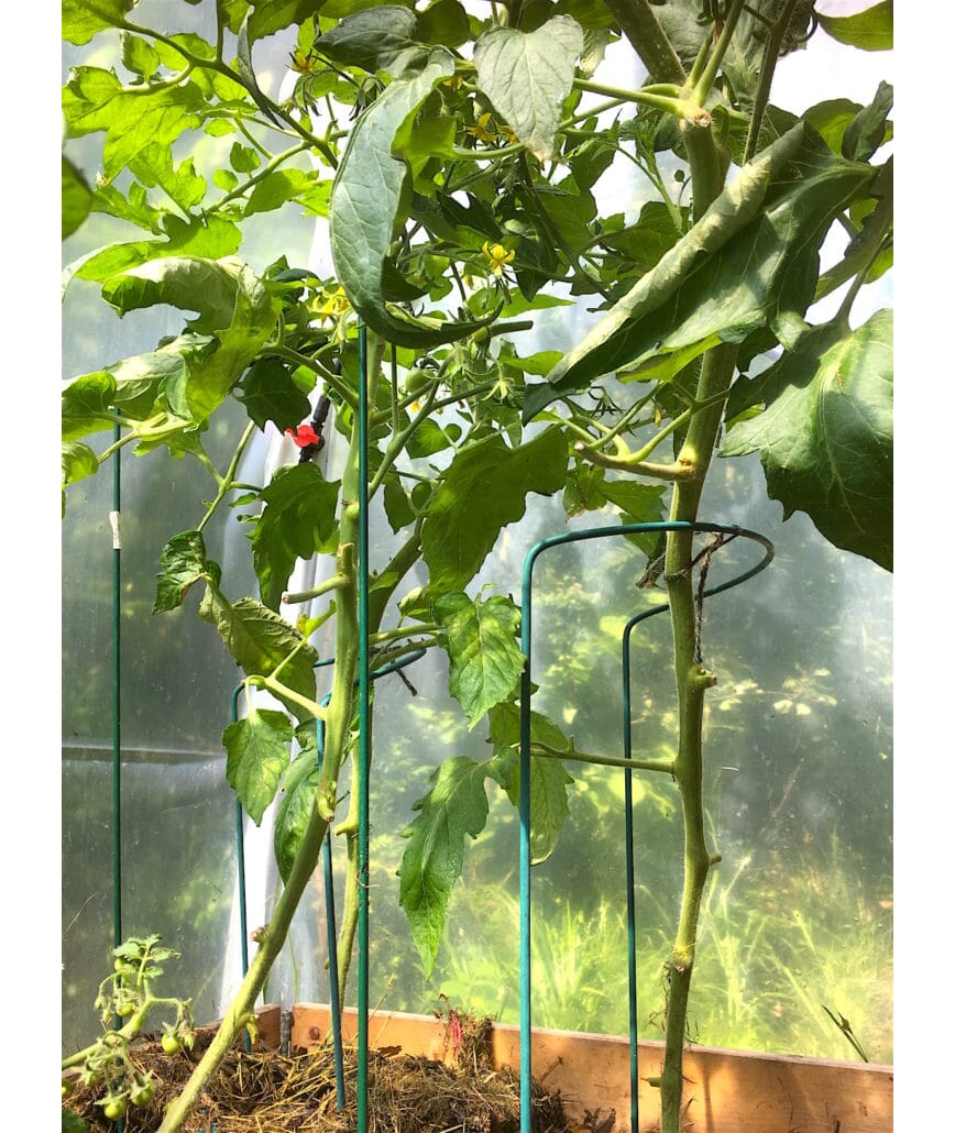 Lusekur i bokashihagen 4_1.jpg