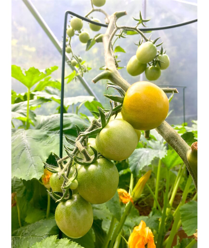 Lusekur i bokashihagen 5_1.jpg