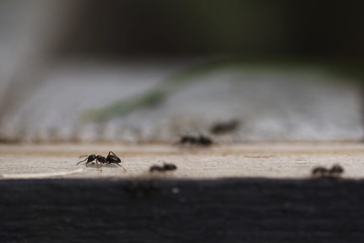Maur i jordfabrikken