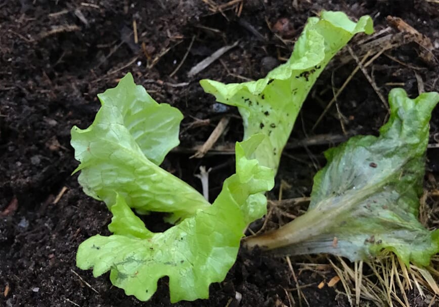 overvintre salat februar 2.jpg