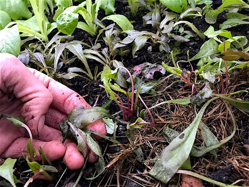 overvintre salat februar 3.jpg