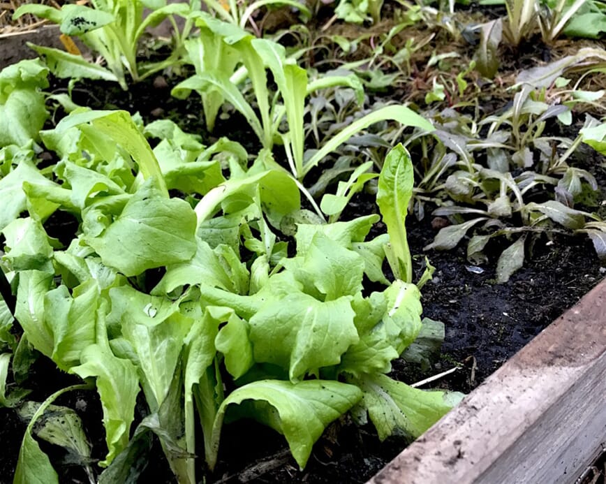 overvintre salat februar 4.jpg