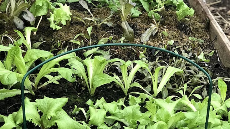 Vi overvintrer salatplanter - status februar
