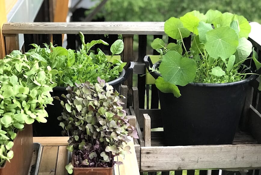 Plantevalg på balkongen bokashi 3.jpg