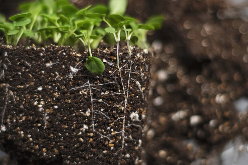 Det har skjedd mye under jorda, selvom plantene er små!