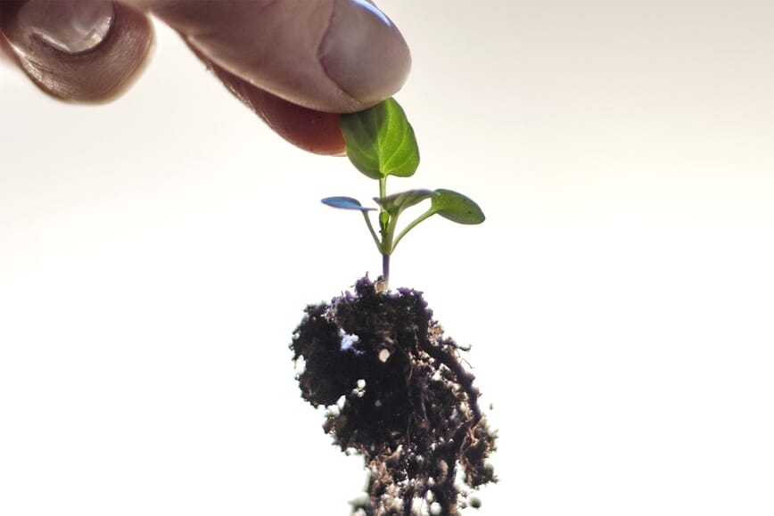 Løft plantene forsiktig opp etter et blad.